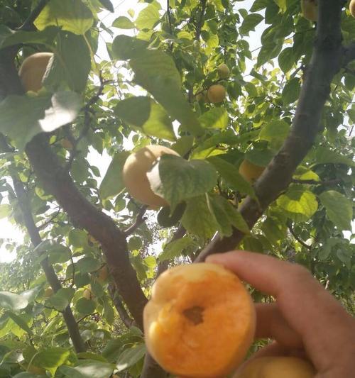 杏树种植指南（从选地到管理，全面解析杏树种植技巧）