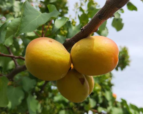 杏树种植指南（从选地到管理，全面解析杏树种植技巧）