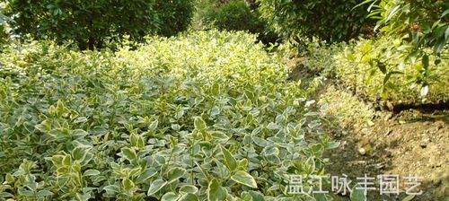 花叶蔓长春黄叶的原因（探究花叶蔓长春黄叶的成因及预防措施）