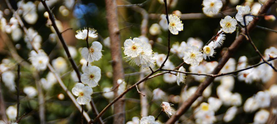 名贵梅花品种介绍（探索名贵梅花品种，了解花开富贵的秘诀）