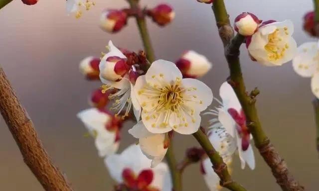 名贵梅花品种介绍（探索名贵梅花品种，了解花开富贵的秘诀）