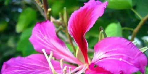 居家养护紫罗兰花（从选购到养护，一步步教你打造精致花园）