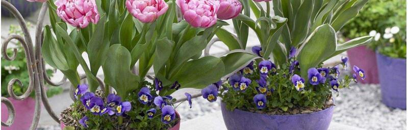 居家养护紫罗兰花（从选购到养护，一步步教你打造精致花园）
