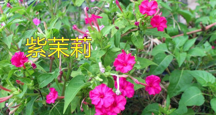 紫茉莉的神奇功效与作用（探究紫茉莉的健康价值）