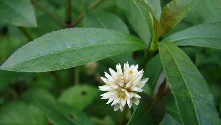 探秘水花生（水花生的来源、特点及营养价值）