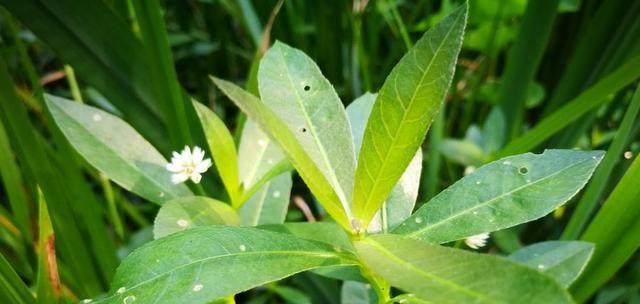 探秘水花生（水花生的来源、特点及营养价值）