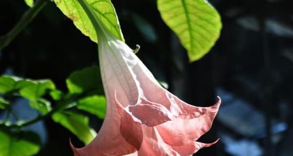 曼陀罗花花语之美丽与危险（探索曼陀罗花的神秘魅力与隐藏风险）