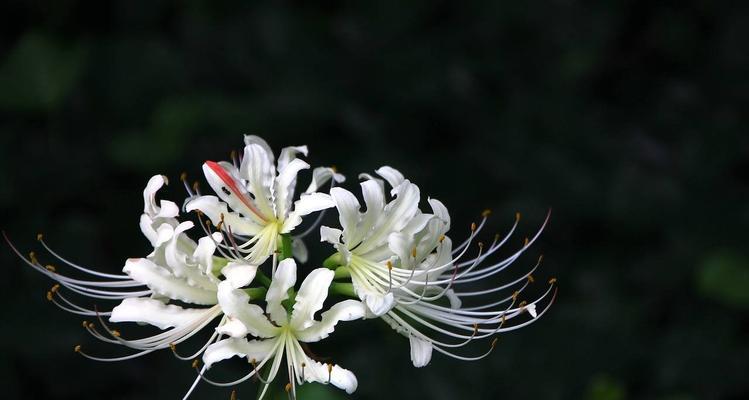 曼陀罗华花语之美丽与神秘（探寻曼陀罗华的花语之谜）