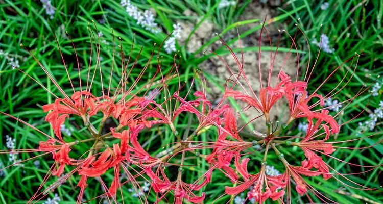 曼陀沙华的花语与寓意——醉心花海（解读曼陀沙华的神秘符号，探索其千古传世之谜）