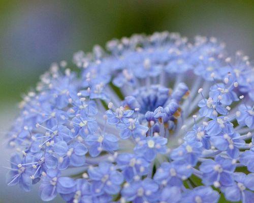 探秘蓝色花的多彩世界（不一样的蓝色，不一样的美丽）