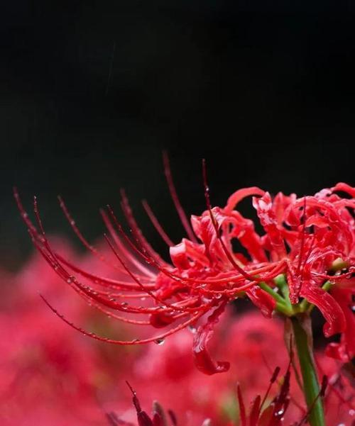 曼陀沙华花语（探索曼陀沙华花语的深刻含义与文化价值）