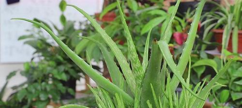 芦荟种植的土壤要求（了解芦荟的生长环境，做好土壤调配）