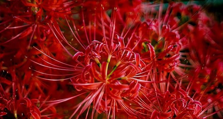 曼珠沙华——花海中的宁静之美（曼珠沙华花语与寓意）