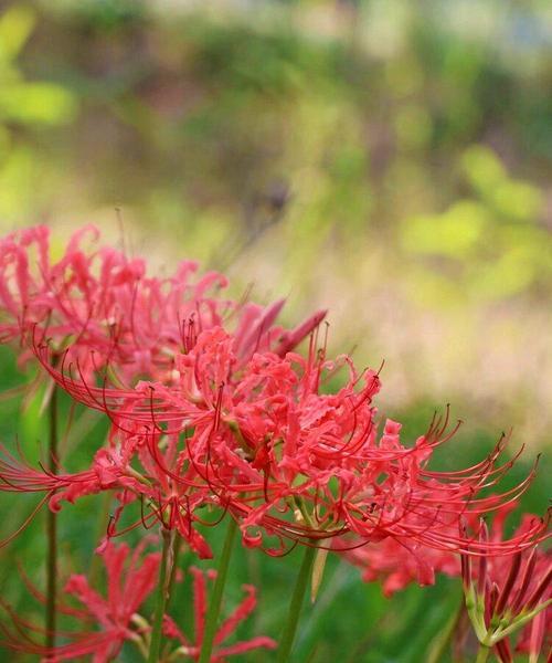 曼珠沙华——花海中的宁静之美（曼珠沙华花语与寓意）