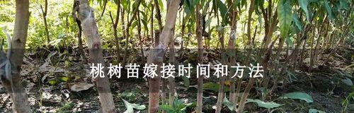 合适的嫁接时机是嫁接成功的关键——让您的桃树茁壮成长