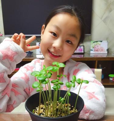 小学生如何种植美丽的凤仙花（从种子到开花，手把手教你种植凤仙花）