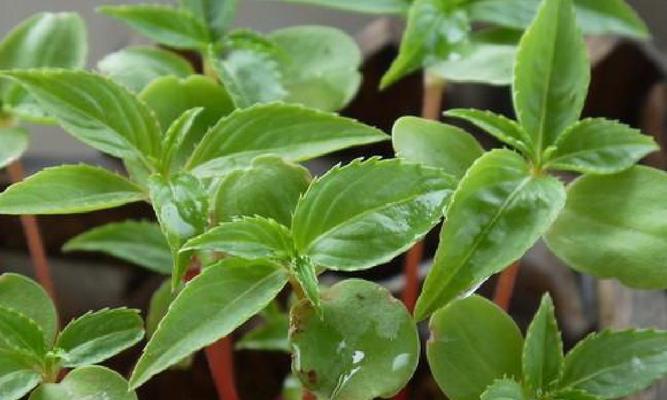小学生如何种植美丽的凤仙花（从种子到开花，手把手教你种植凤仙花）