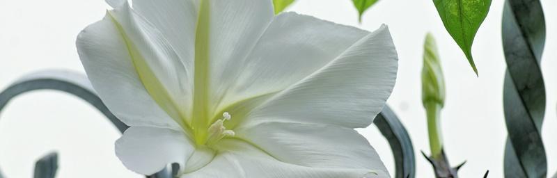 月光花——美丽的夜间花卉（探秘月光花的特点、栽培与欣赏）