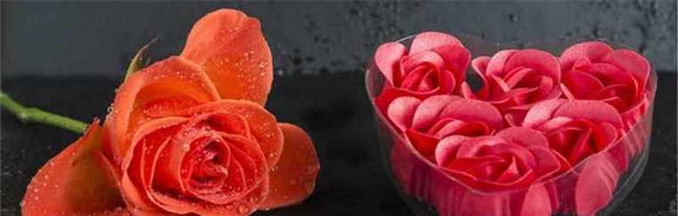 玫瑰花语（揭秘玫瑰不同颜色的花语，每一朵花背后都有它独特的故事）