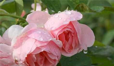玫瑰花语（揭秘玫瑰不同颜色的花语，每一朵花背后都有它独特的故事）