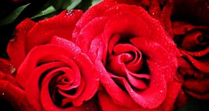 玫瑰花的寓意与象征意义（探寻玫瑰花的深层含义）
