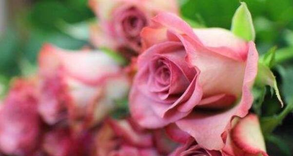 玫瑰花语之十朵玫瑰代表的含义（浪漫、真爱、友谊、感激、思念、崇拜、热恋、追求、祝福、歉意）