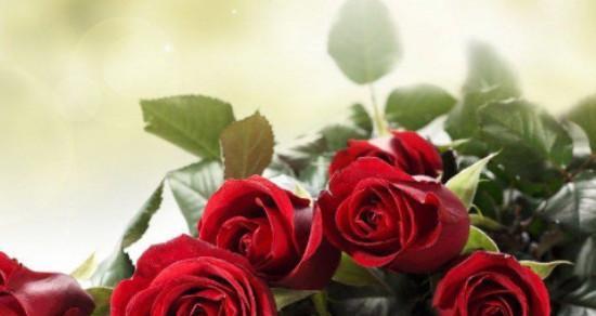 玫瑰花语之十朵玫瑰代表的含义（浪漫、真爱、友谊、感激、思念、崇拜、热恋、追求、祝福、歉意）