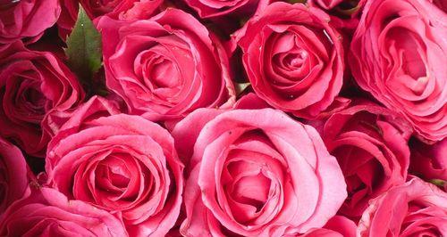 玫瑰花的象征意义及文化传承（玫瑰之美，情感与美好的象征）