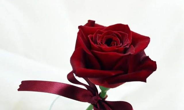 玫瑰的花语与象征意义（探索玫瑰的神秘花语世界）