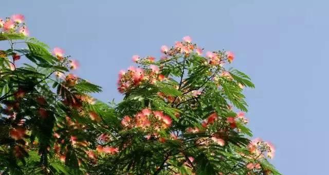 合欢花的种植技巧（了解合欢花的养殖要点，打造花园的美丽风景）