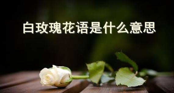 玫瑰的花语与象征意义（探索玫瑰的神秘花语世界）