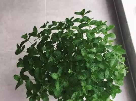 植物薄荷的生长与养护（分享薄荷生长的技巧与方法）