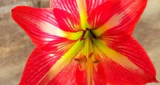 鹤掌红花的完美养殖方法（用爱和耐心，打造鲜花的奇迹）