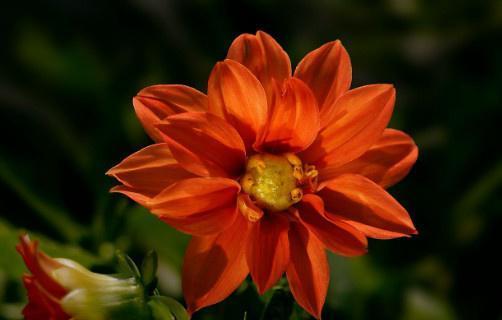 夏菊家庭养殖方法（学会夏菊的养殖技巧，创造自给自足的生活）