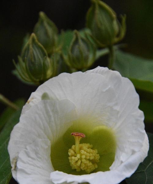 木芙蓉的变色机制（探究木芙蓉花朵变色的原因及相关因素）