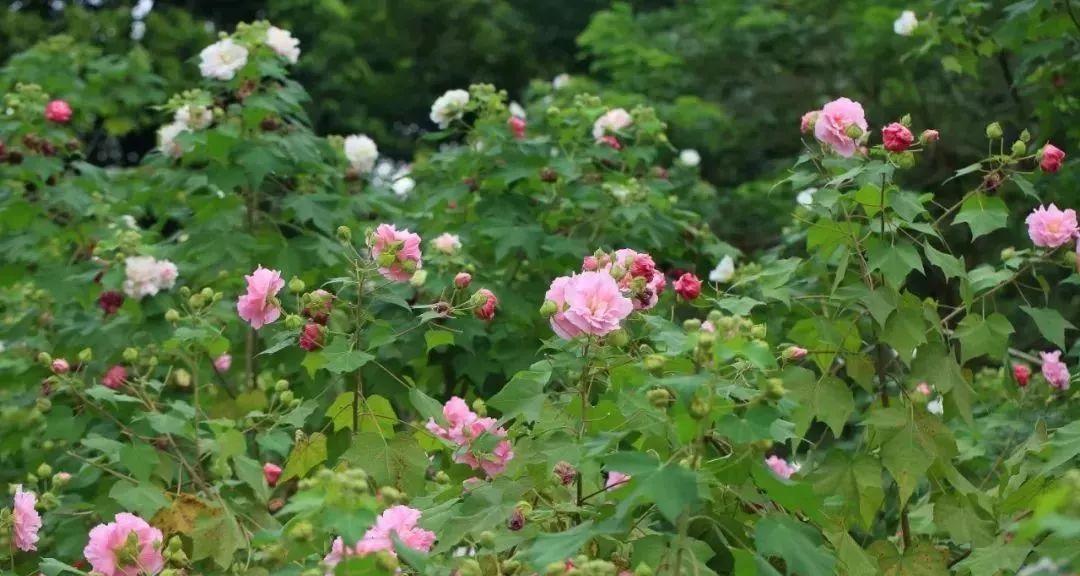 木芙蓉的变色机制（探究木芙蓉花朵变色的原因及相关因素）