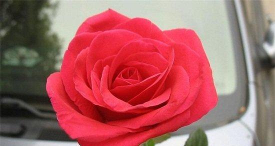 玫瑰朵数的含义（揭秘玫瑰朵数与爱情、友情、祝福的秘密）
