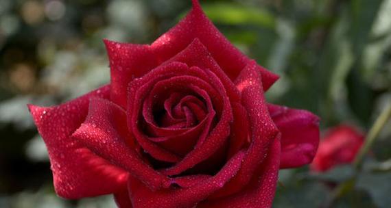 玫瑰朵数的含义（揭秘玫瑰朵数与爱情、友情、祝福的秘密）