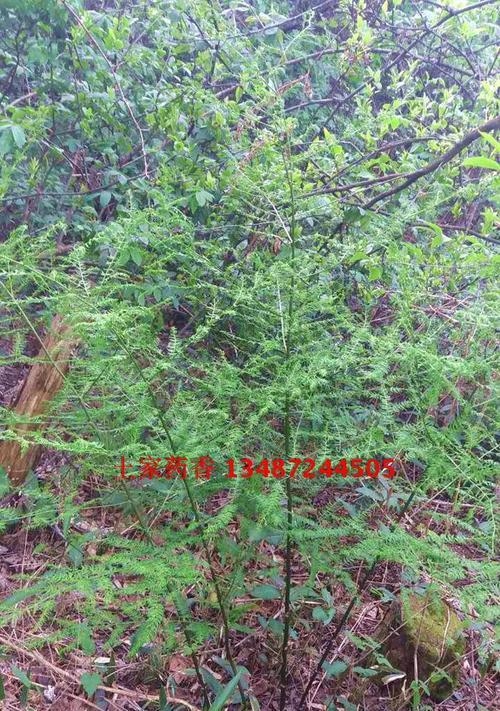 武竹的种植方法详解（如何成功种植健康的武竹？）
