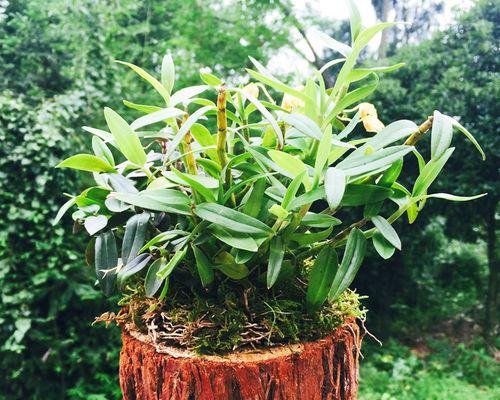 家庭盆栽石斛的种植方法（如何在家中成功种植石斛）