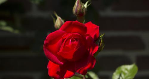 玫瑰花（探索玫瑰花背后的意义和象征性）