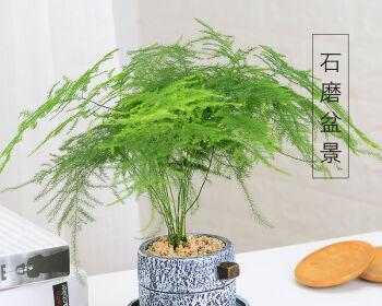 室内盆栽好选择的8种植物（让你的居室绿意盎然）