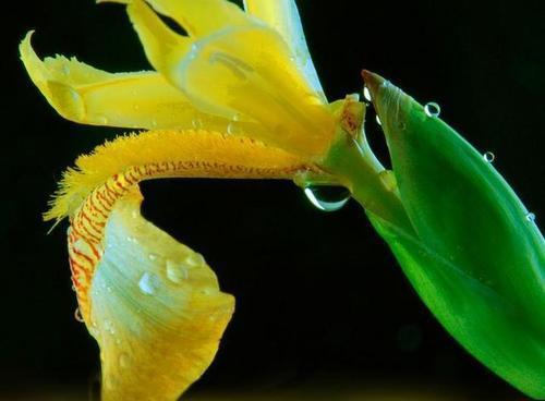 唐菖蒲的病害与防治（探究唐菖蒲常见病害的发生原因、症状及防治方法）