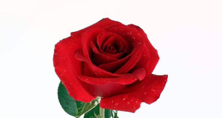 玫瑰花的寓意和象征（深入解读玫瑰花的象征意义，从浪漫到友谊）