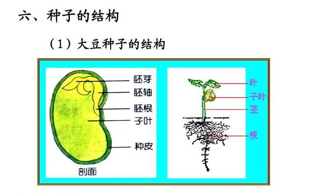 揭秘植物根的结构奥秘（探索根系生长发育的关键因素）