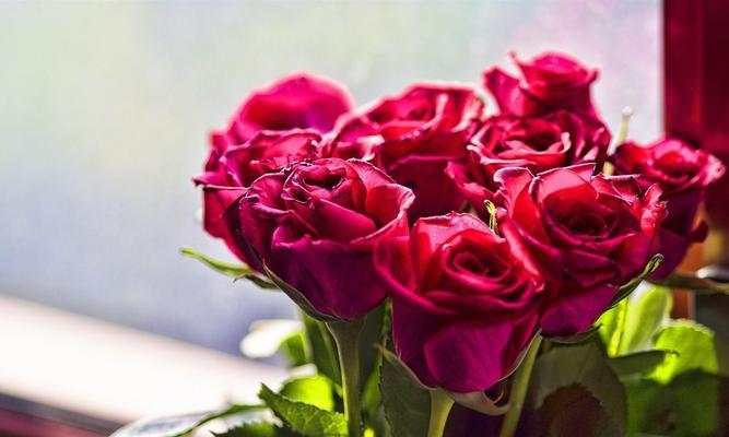 12朵玫瑰花的含义与传统象征（探寻花语中的爱、友情和幸福）