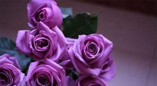 19朵玫瑰花的花语（表达深深的爱意，朝思暮想的告白）