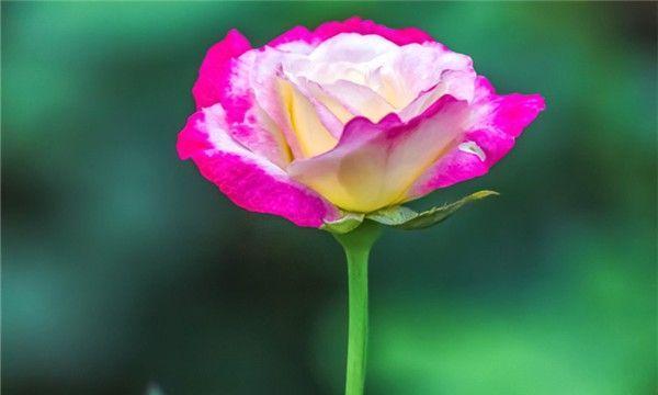 19朵玫瑰花的花语（表达深深的爱意，朝思暮想的告白）