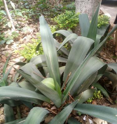 石蒜科花卉，探秘芬芳世界（探究石蒜科花卉的种类和特点，认识这个神秘的植物家族）