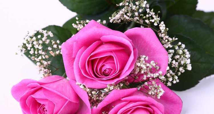 玫瑰花（绽放的美丽与情感拥有丰富的象征意义）
